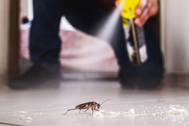 Best Termite Control Services  in Sissonville, WV